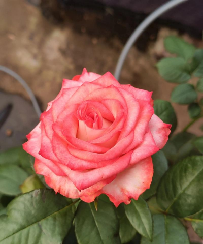 小众送妈妈的花有哪些花