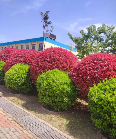 小众送妈妈的花有哪些花