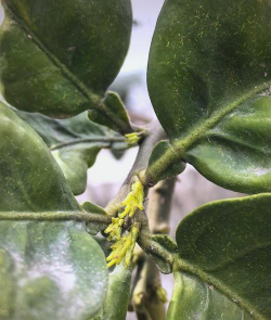 小众送妈妈的花有哪些花