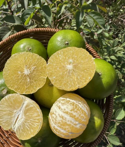 皇帝柑是几月份的水果