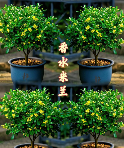 小众送妈妈的花有哪些花