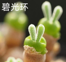 小众送妈妈的花有哪些花