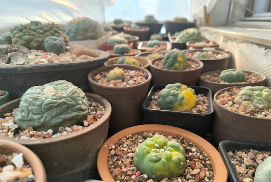 小众送妈妈的花有哪些花