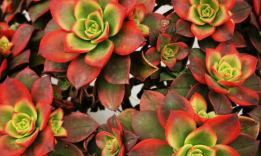 小众送妈妈的花有哪些花