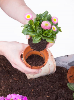 小众送妈妈的花有哪些花