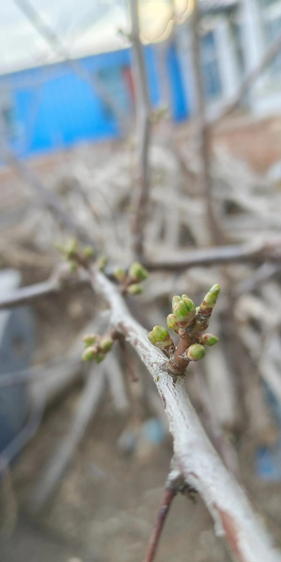 小众送妈妈的花有哪些花
