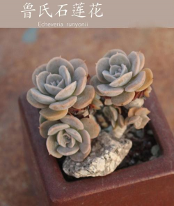 小众送妈妈的花有哪些花