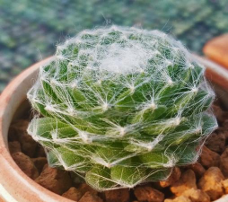 小众送妈妈的花有哪些花