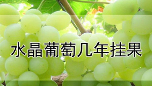 水晶葡萄几年挂果