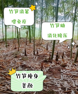 冬笋种植怎么种植方法
