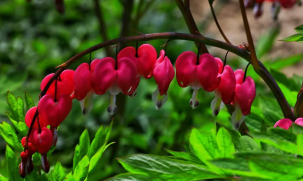 荷包花的花期有多长