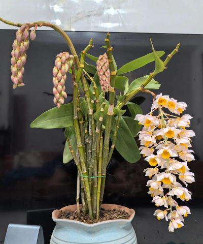 小众送妈妈的花有哪些花