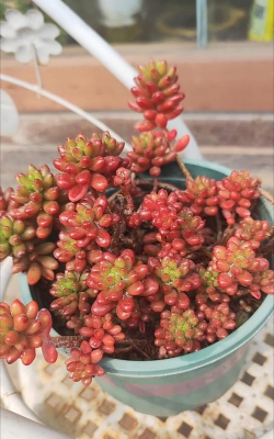 小众送妈妈的花有哪些花