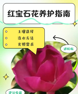 小众送妈妈的花有哪些花