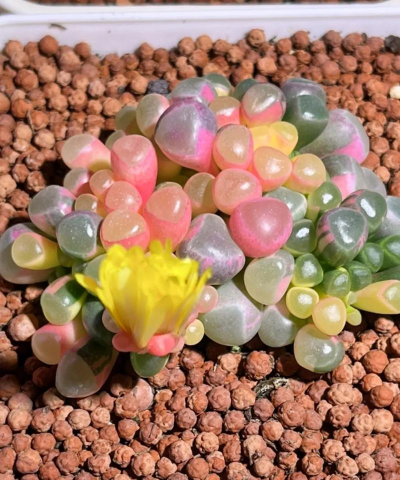 小众送妈妈的花有哪些花