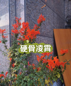 小众送妈妈的花有哪些花