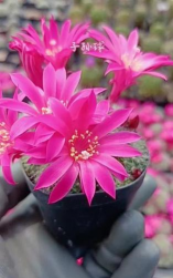 小众送妈妈的花有哪些花