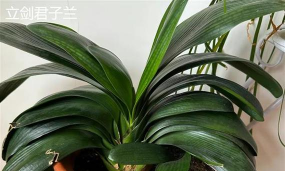 小众送妈妈的花有哪些花