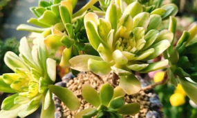 小众送妈妈的花有哪些花