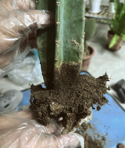 小众送妈妈的花有哪些花