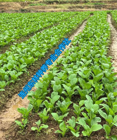 连片种植菜心怎么种植