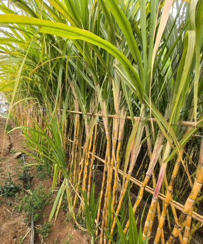 甘蔗什么时候成熟