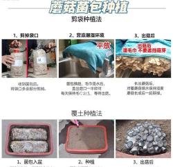 小众送妈妈的花有哪些花