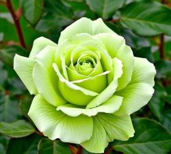 小众送妈妈的花有哪些花