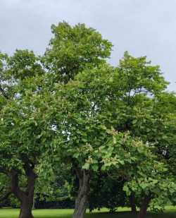 小众送妈妈的花有哪些花