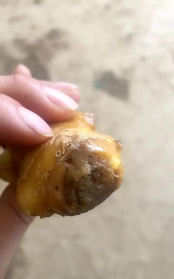 大姜圆头期烂头是怎么回事