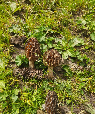 小众送妈妈的花有哪些花