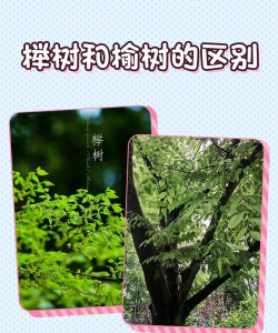 红榉和榉树有什么区别