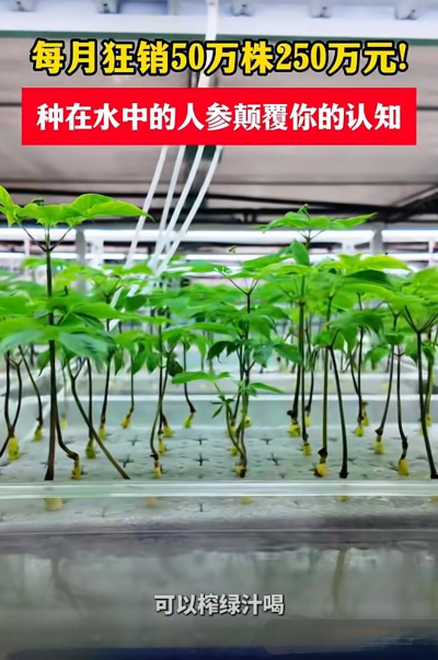 水里种植人参怎么种植