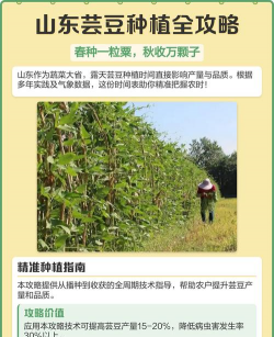 山东露天芸豆种植时间