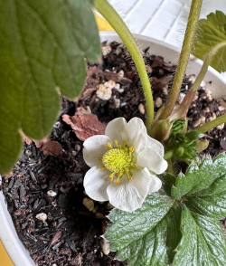 小众送妈妈的花有哪些花