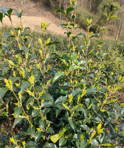 小众送妈妈的花有哪些花