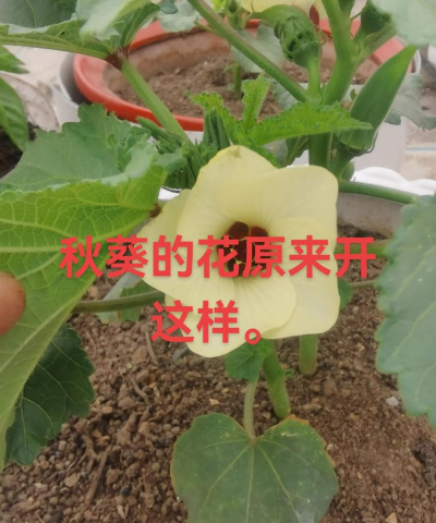 小众送妈妈的花有哪些花