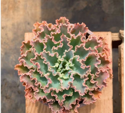 小众送妈妈的花有哪些花