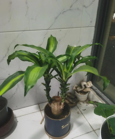 小众送妈妈的花有哪些花