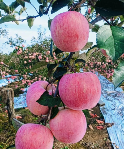 小众送妈妈的花有哪些花