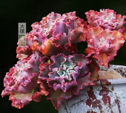 小众送妈妈的花有哪些花