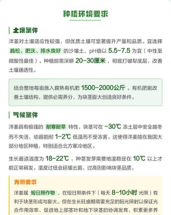 洋姜如果种植怎么种植