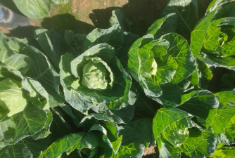 小众送妈妈的花有哪些花