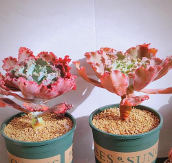 小众送妈妈的花有哪些花