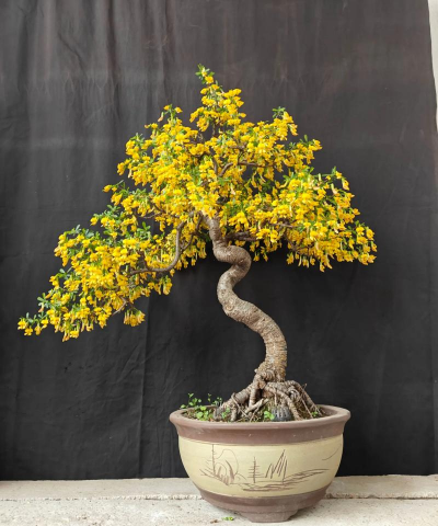 小众送妈妈的花有哪些花