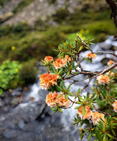 小众送妈妈的花有哪些花