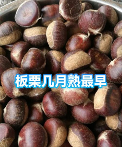 云南板栗几月份成熟