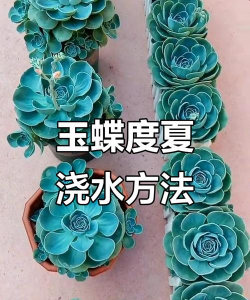 小众送妈妈的花有哪些花