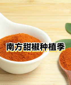 南方甜椒种植时间