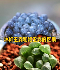 姬玉露和冰灯玉露如何区别